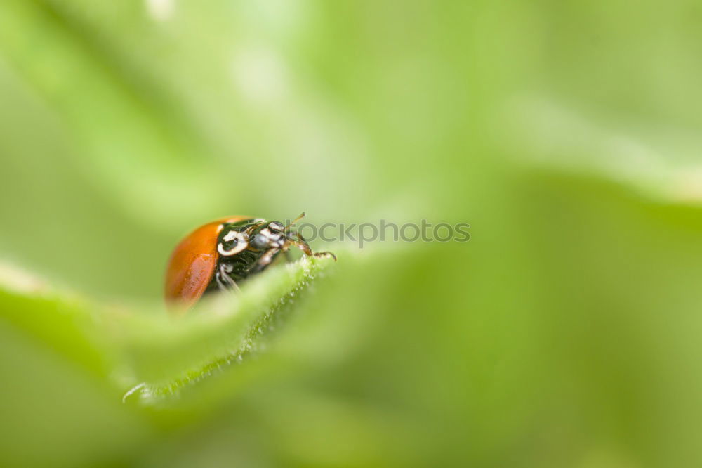 Similar – Hold on tight Ladybird