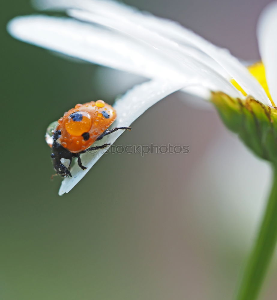 Similar – Image, Stock Photo lucky beetle Summer Nature