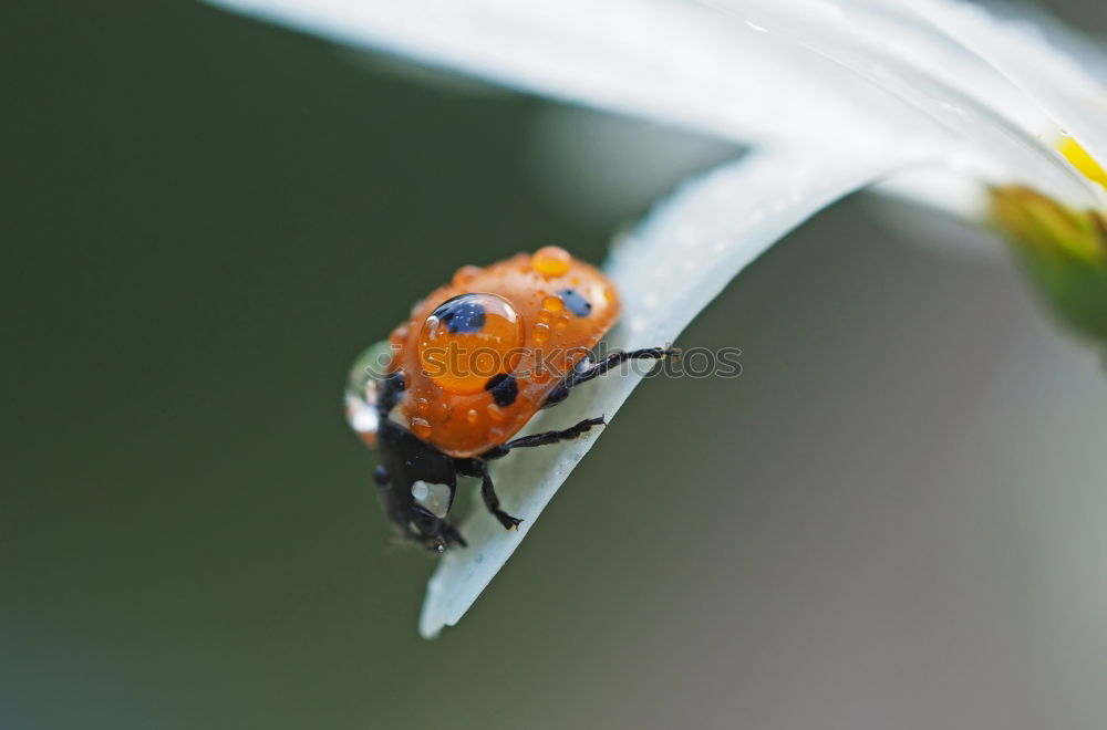 ladybird shortly before departure