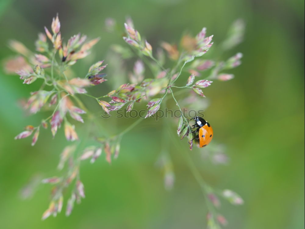 Similar – Hummel auf Diestel Blüte