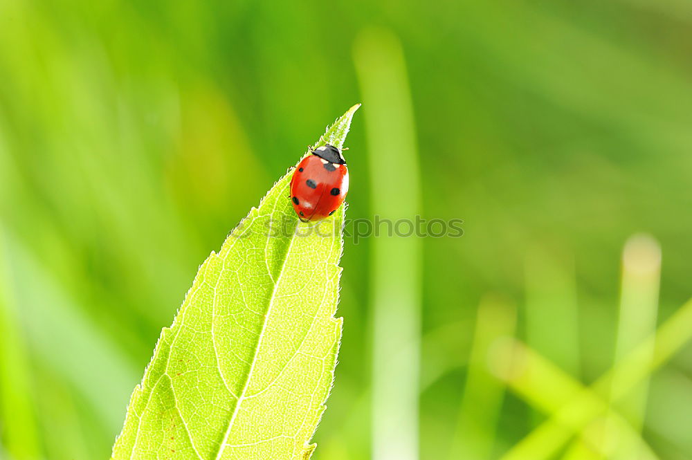 Similar – Image, Stock Photo Climbing Maxe Plant Insect