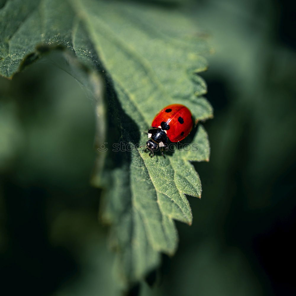 Similar – coccinella septempunctata