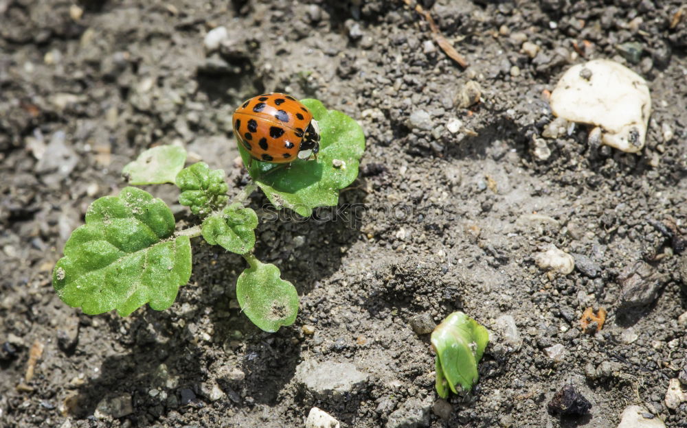 Similar – Image, Stock Photo catabolic beetle