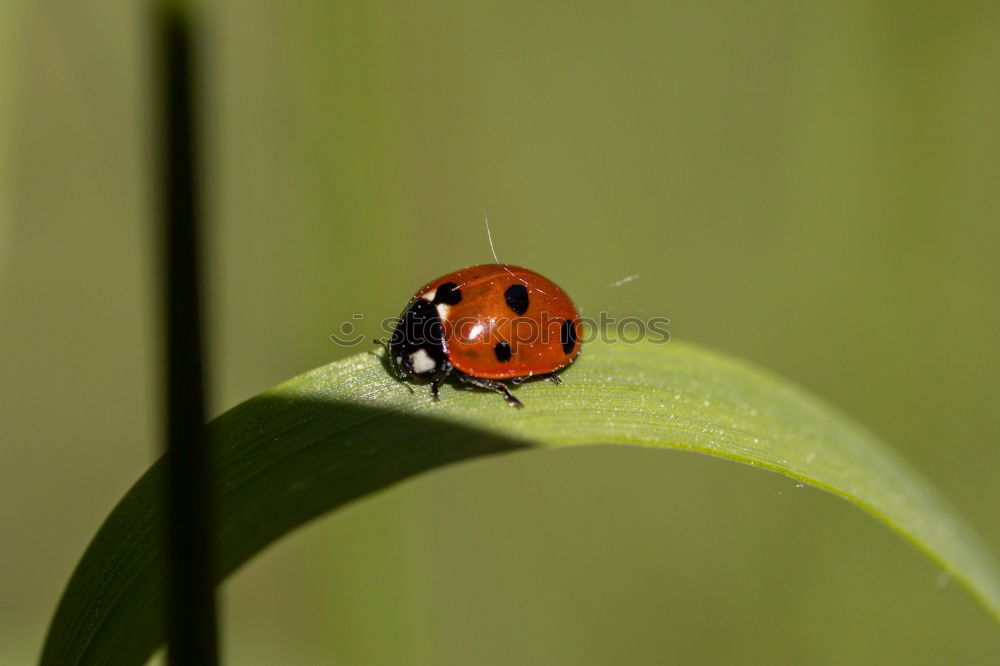 Similar – Image, Stock Photo at the edge of the sheet