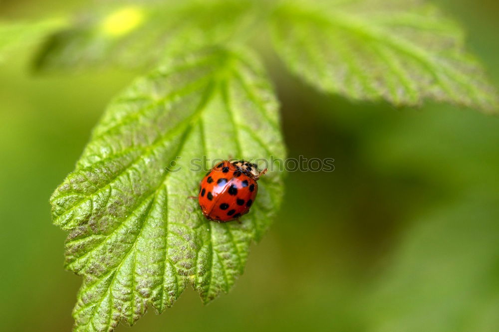 Image, Stock Photo ladybugs Ladybird Insect