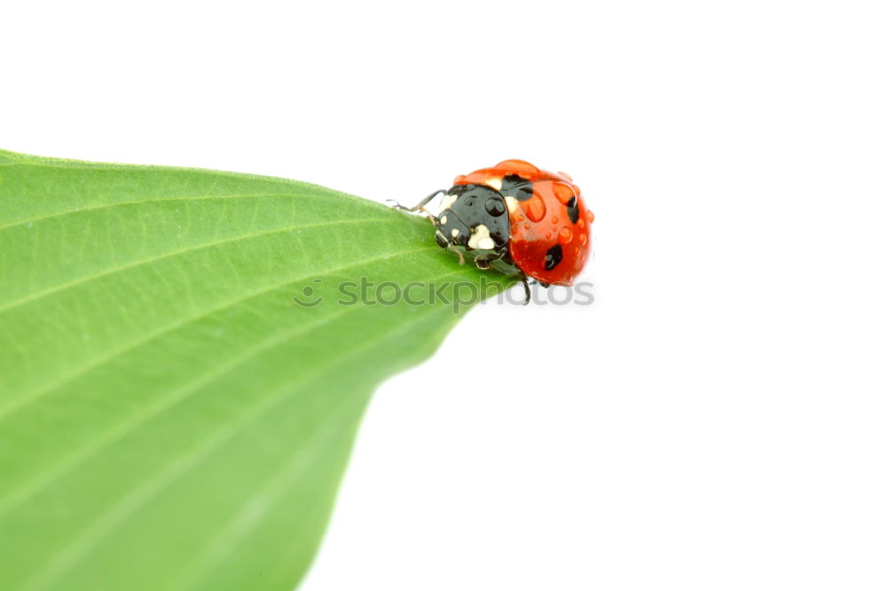 Similar – oblique position Ladybird