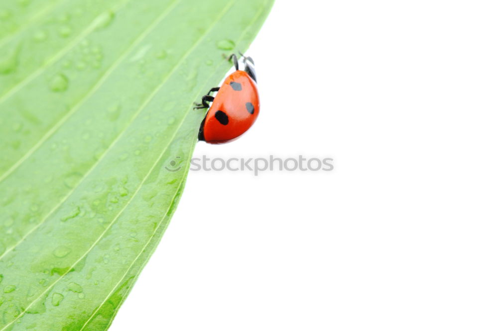 Similar – Image, Stock Photo Potato bug Woman Adults