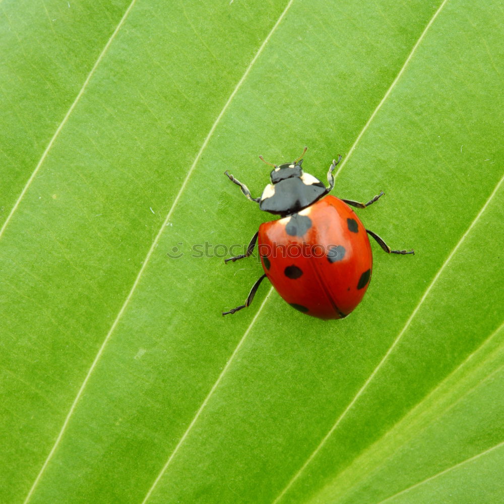 Similar – Image, Stock Photo freshly painted Ladybird