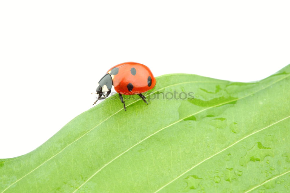 Similar – Image, Stock Photo Lucky beetle strives to the top