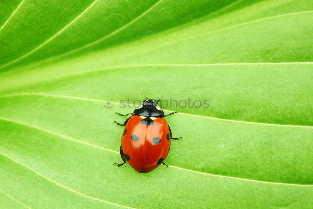 Similar – Leather bug, nymph on leaf