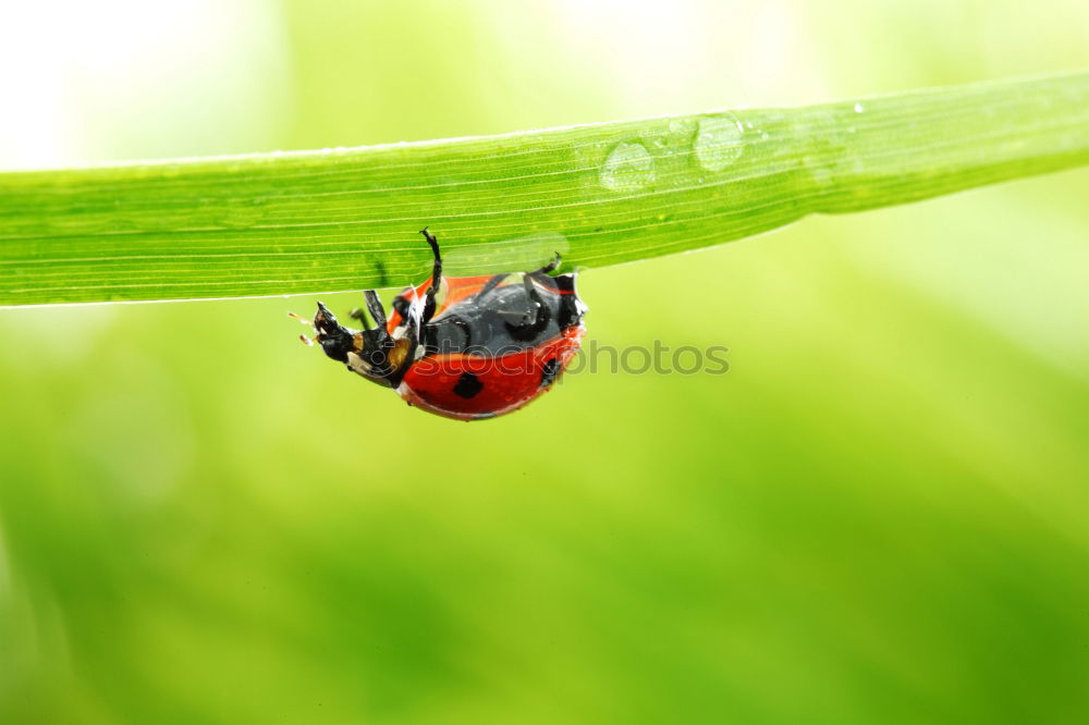 Similar – Foto Bild Fliegenpo Natur Pflanze