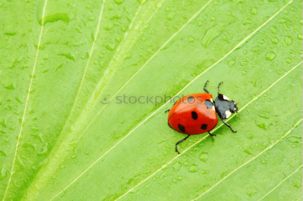 Similar – Leather bug, nymph on leaf