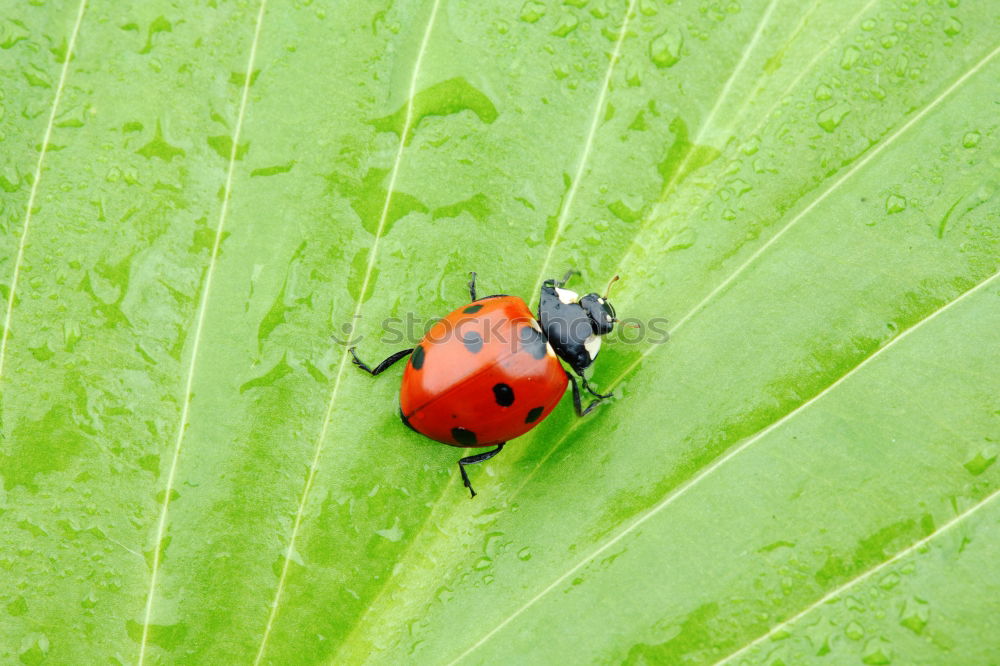 Similar – Image, Stock Photo freshly painted Ladybird