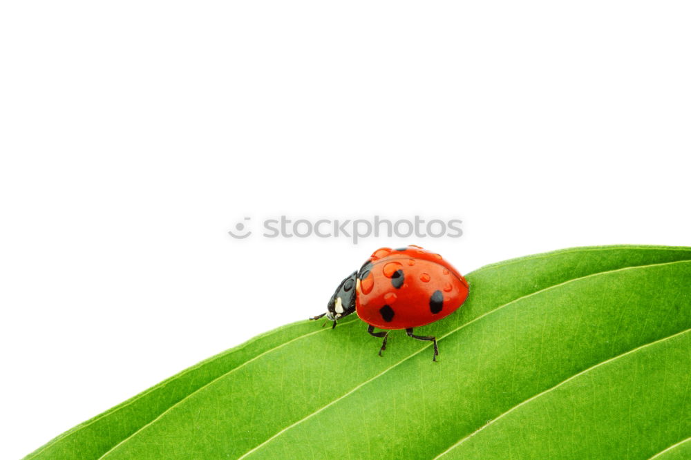 Similar – Foto Bild Marienkäfer Lebensmittel