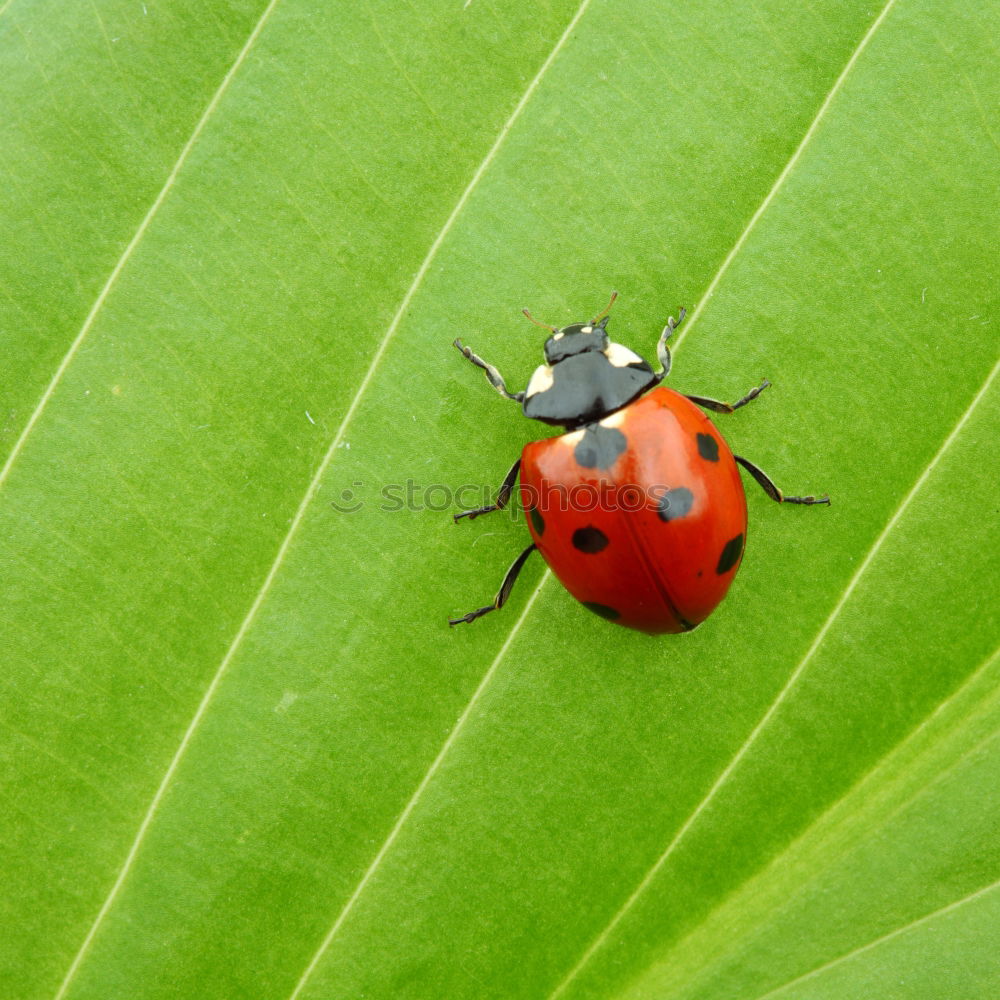 Similar – Image, Stock Photo freshly painted Ladybird