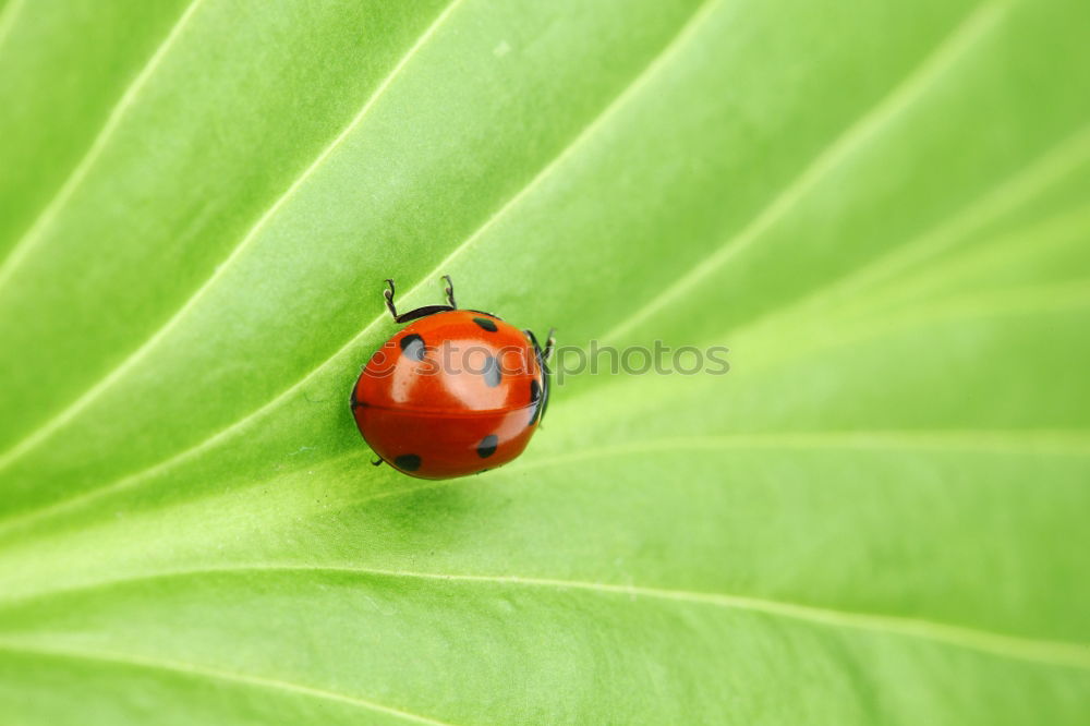 Similar – Foto Bild Grün mit rotem Hindernis