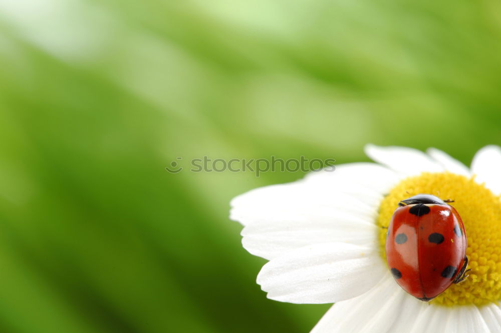 Similar – Image, Stock Photo lucky beetle Nature Plant