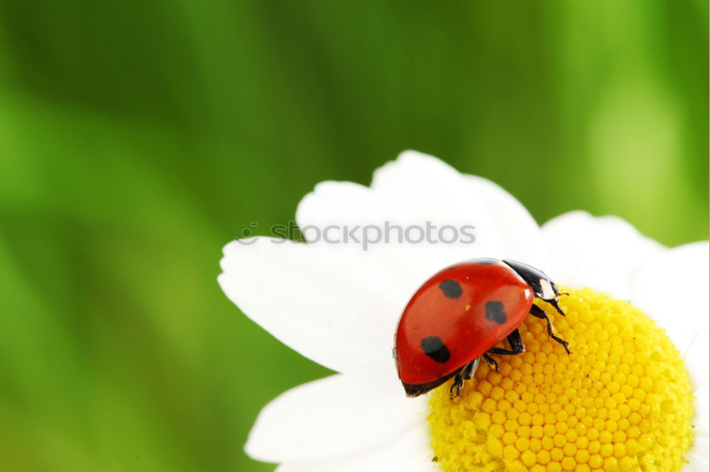 Similar – Image, Stock Photo lucky beetle Nature Plant