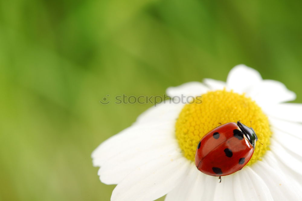 Similar – Image, Stock Photo lucky beetle Nature Plant