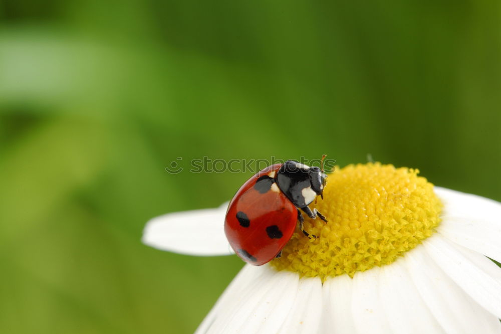 Similar – Image, Stock Photo lucky beetle Nature Plant