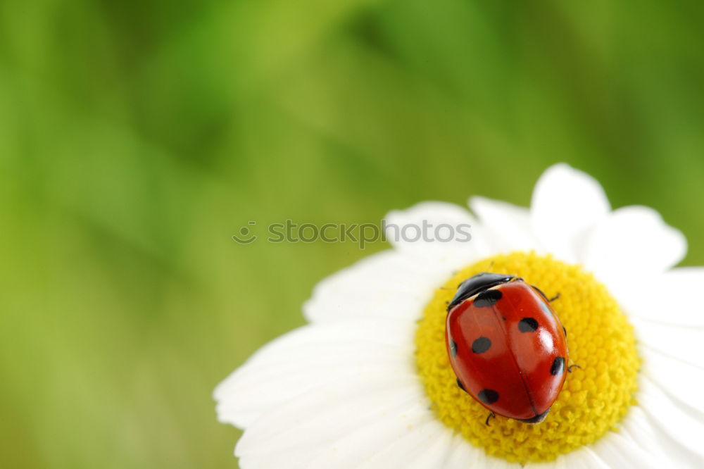 Similar – Image, Stock Photo lucky beetle Nature Plant