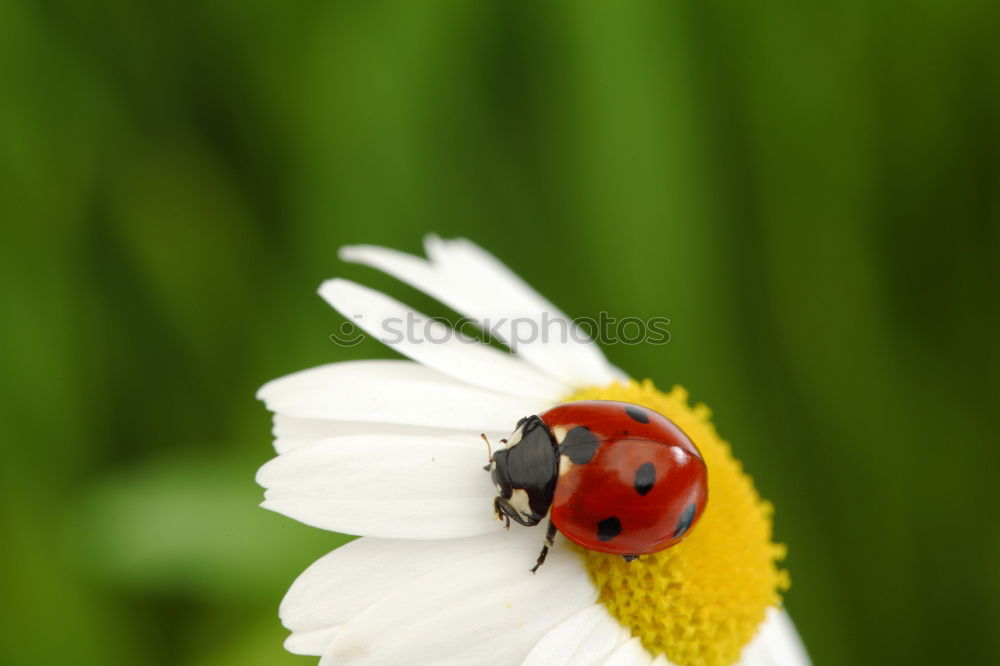 Similar – Image, Stock Photo lucky beetle Nature Plant