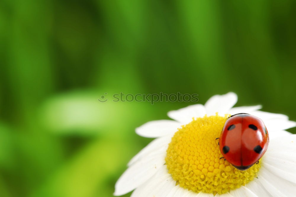 Image, Stock Photo lucky beetle Nature Plant