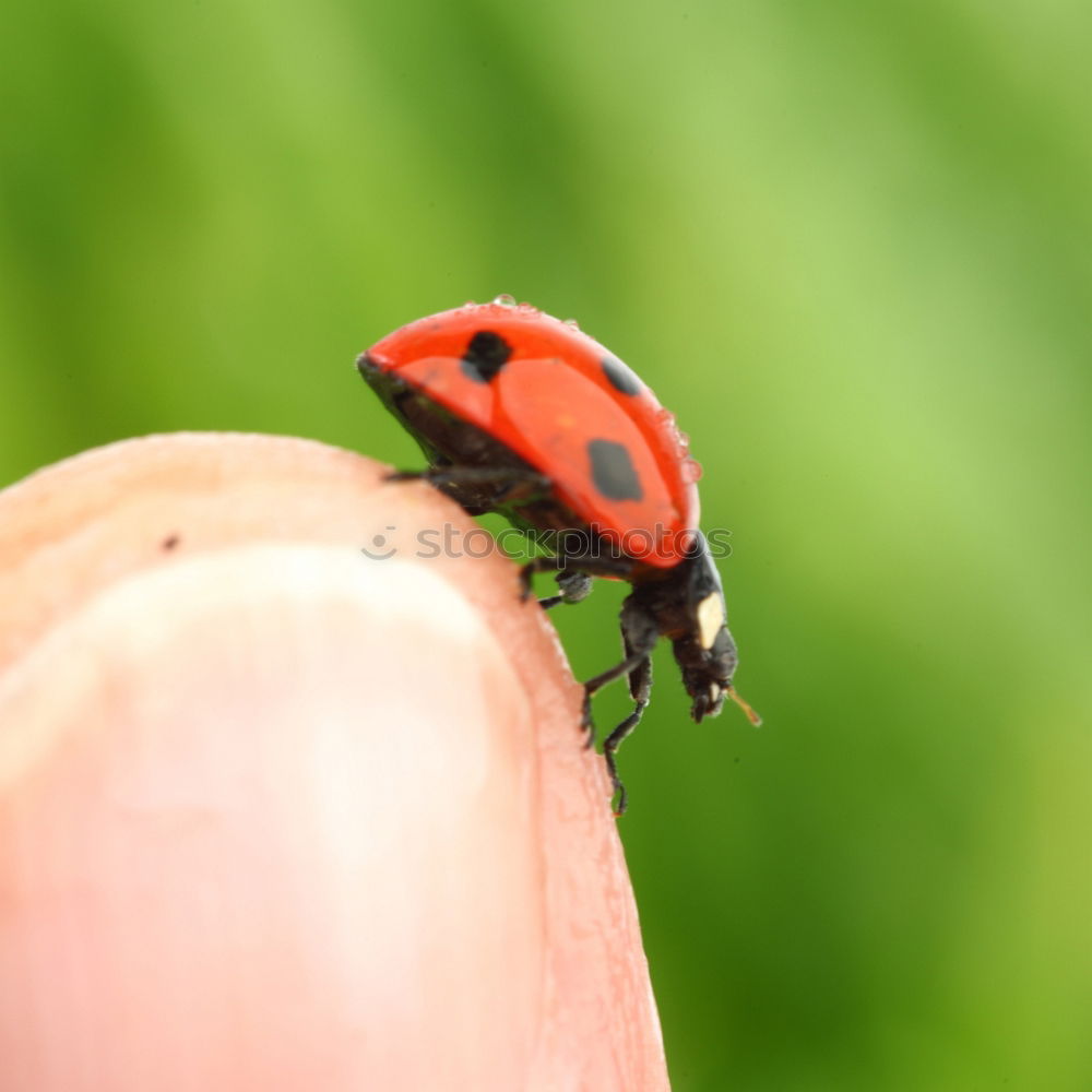 Similar – Image, Stock Photo ladybugs Ladybird Fingers