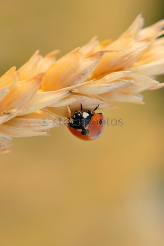 Similar – Image, Stock Photo Summer 2 Drowsy Tiring