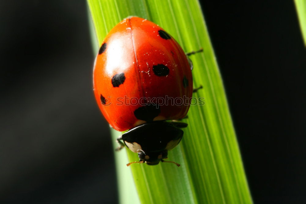 Similar – Die Bug-Verschwörung