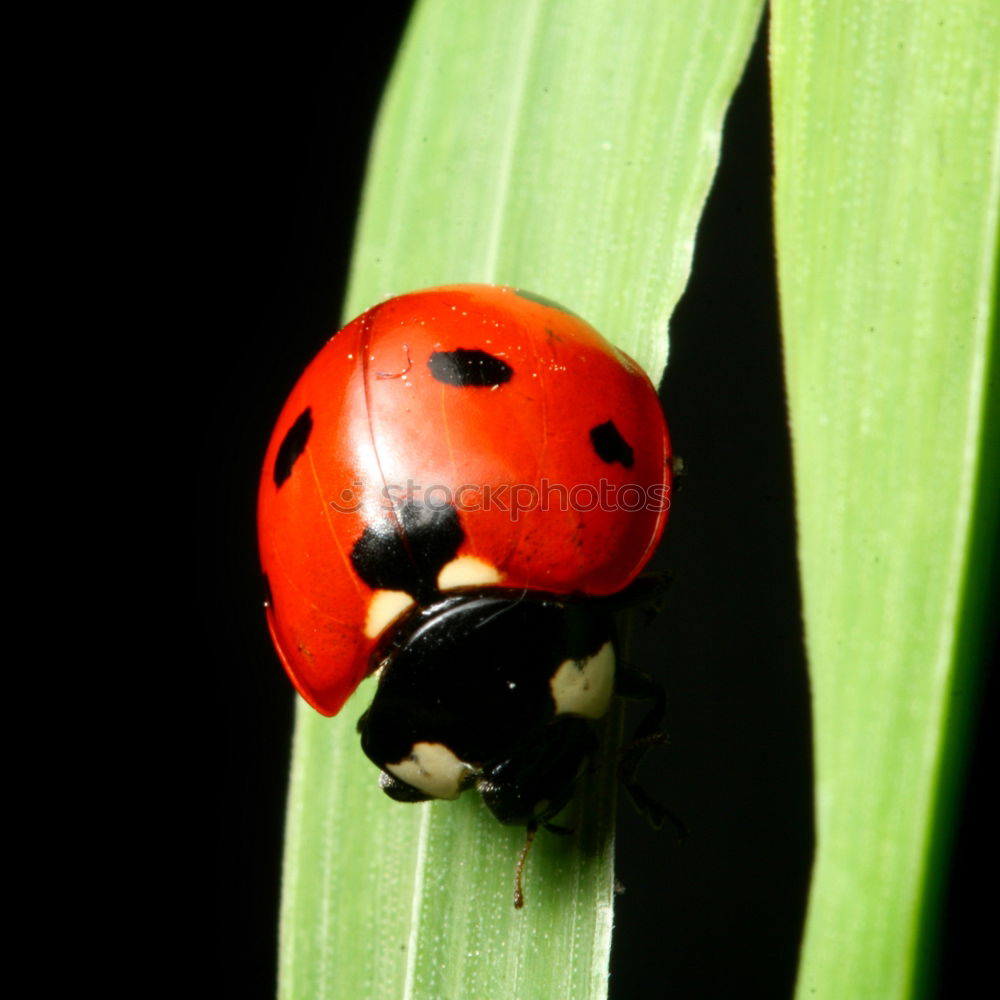 Similar – Image, Stock Photo I like you! Animal