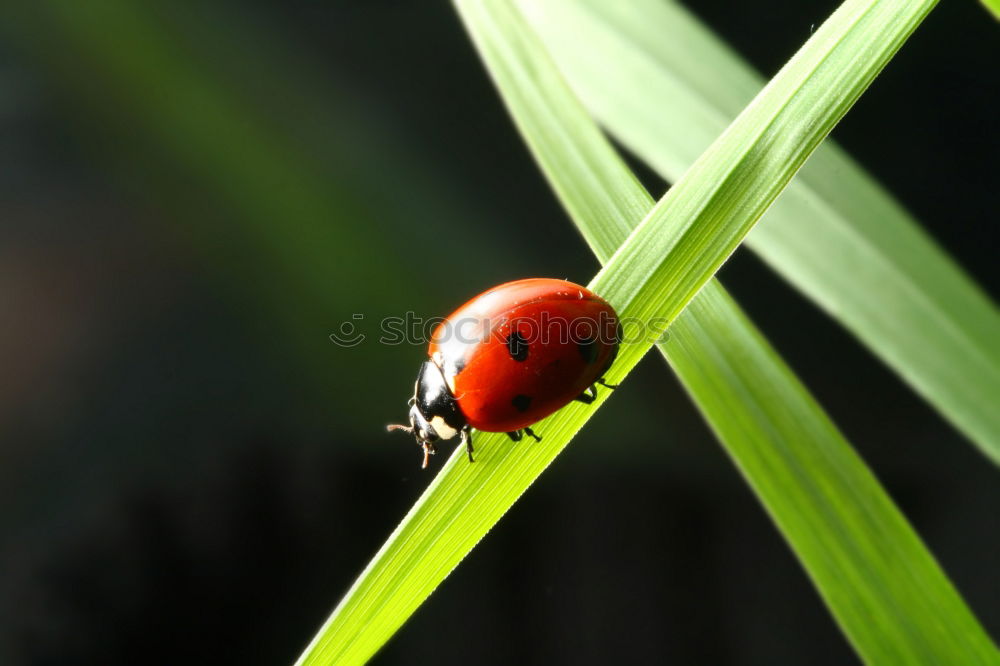 Similar – center Environment Nature