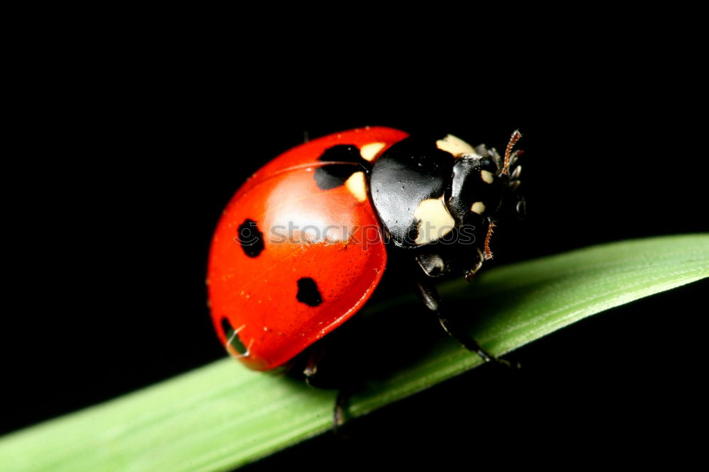 Similar – Die Bug-Verschwörung