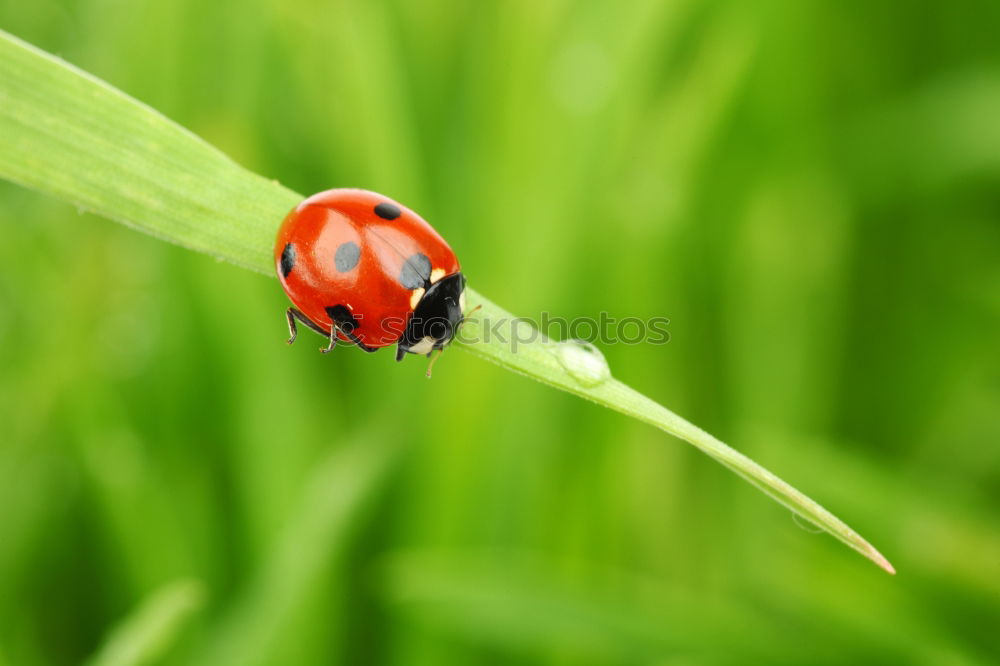 Similar – Image, Stock Photo Beetles make love Nature