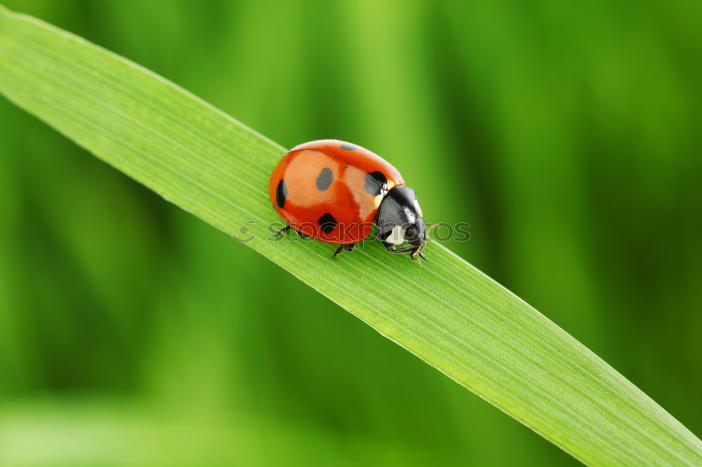 Similar – Foto Bild Käfer Blatt Feld grün