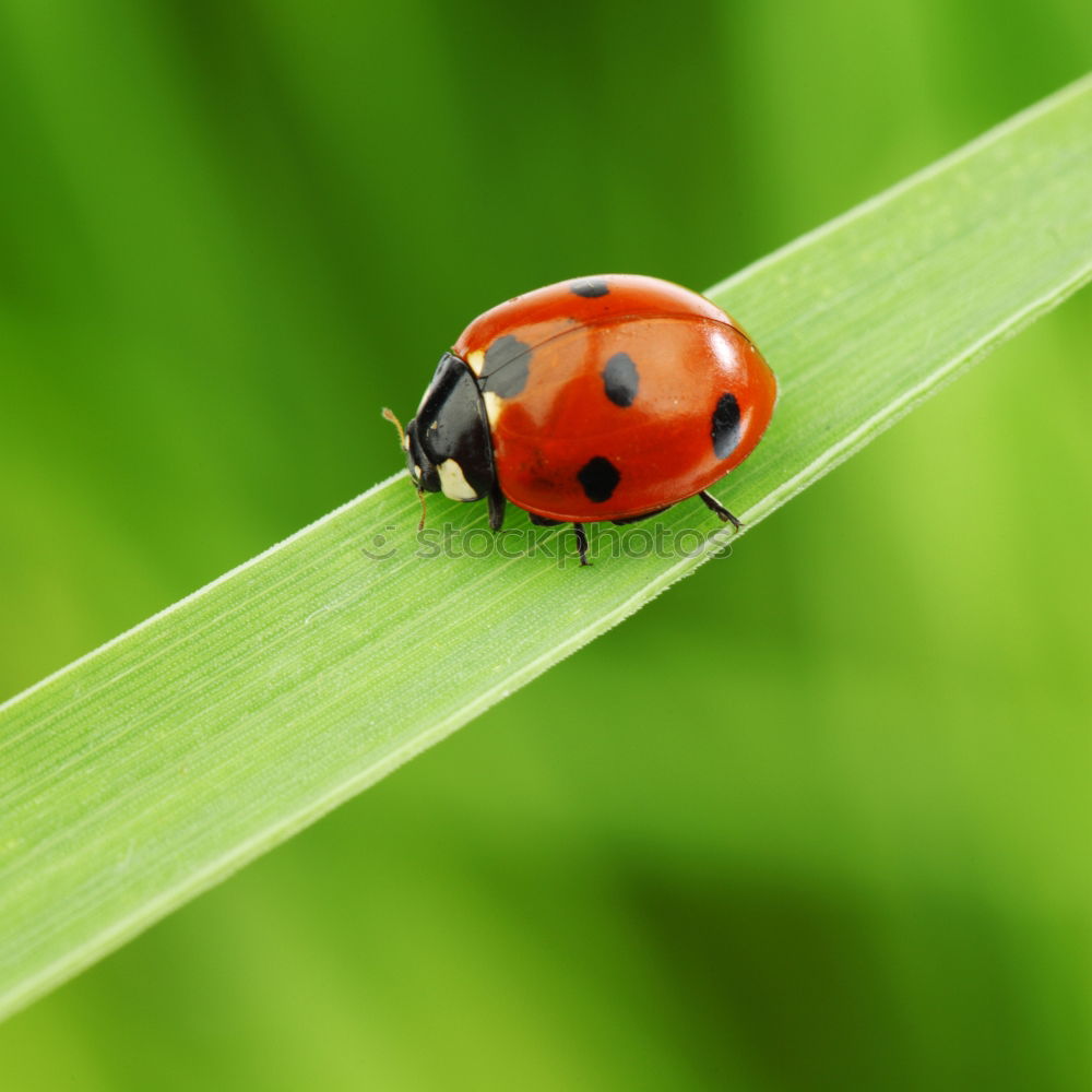 Similar – Image, Stock Photo Ladybird looks around