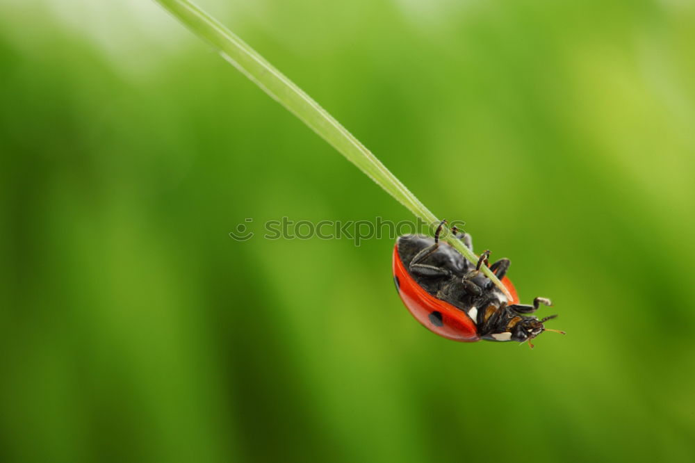 Similar – Image, Stock Photo forest dung beetle Nature