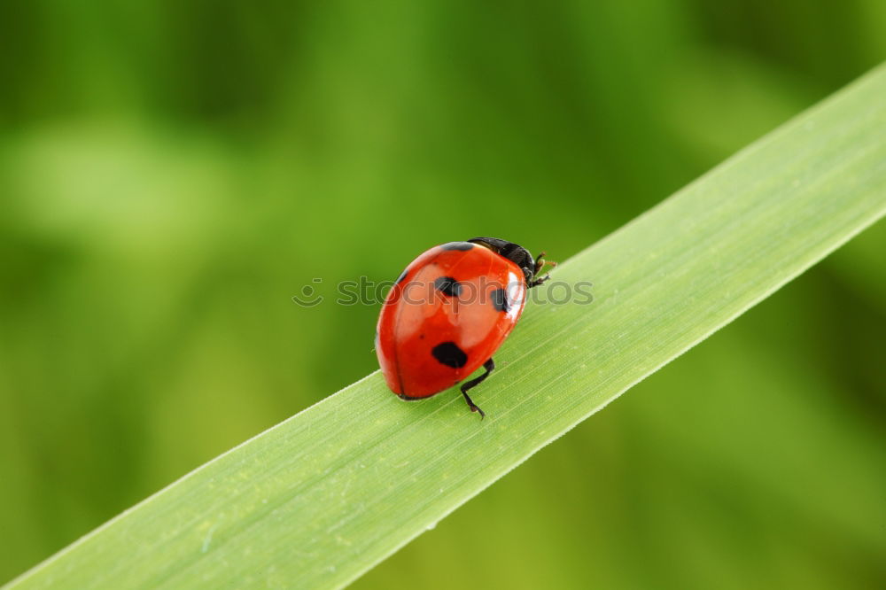 Similar – Image, Stock Photo at the edge of the sheet