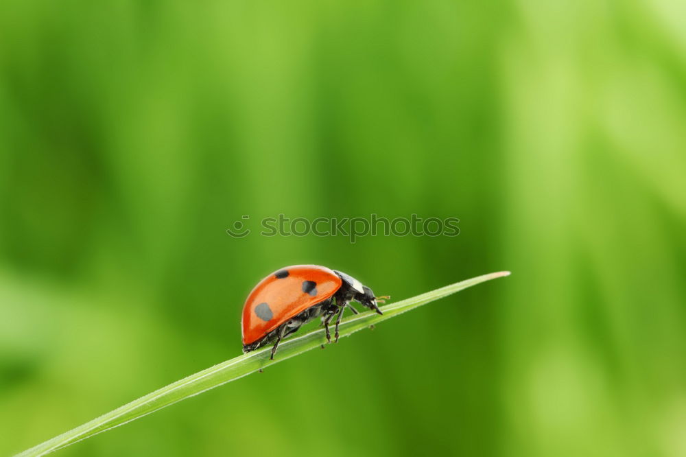 Similar – Hold on tight Ladybird