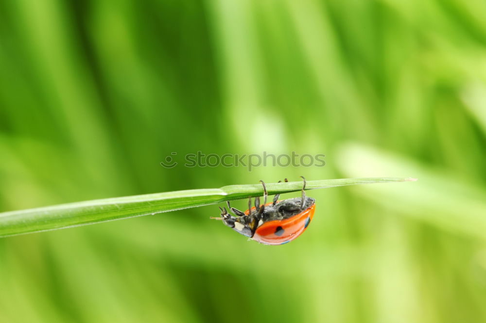 Hold on tight Ladybird