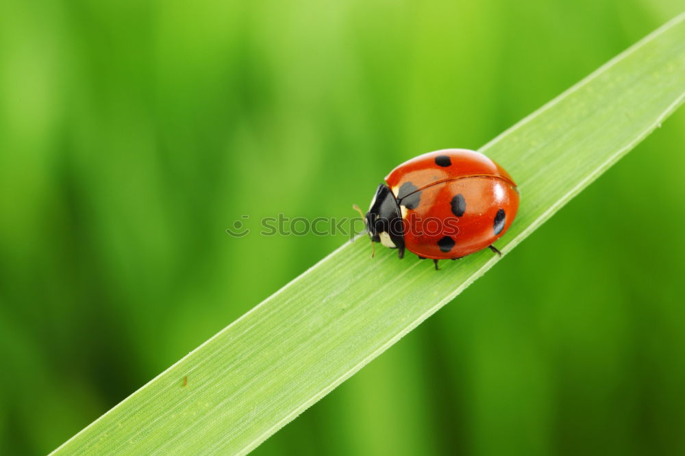 Similar – ladybird Ladybird Leaf Red