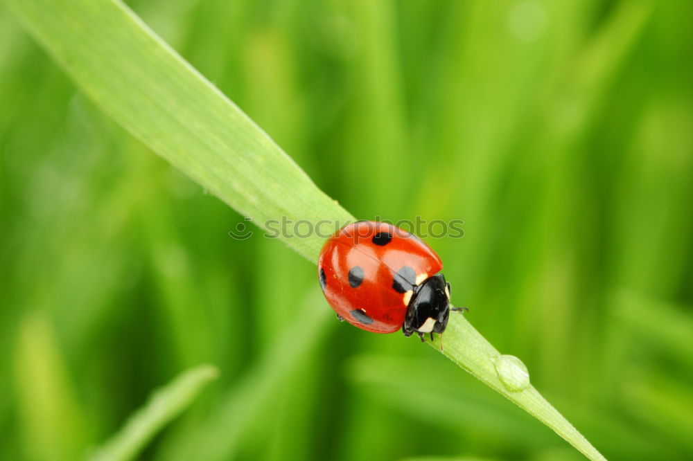 Similar – Image, Stock Photo Beetles make love Nature