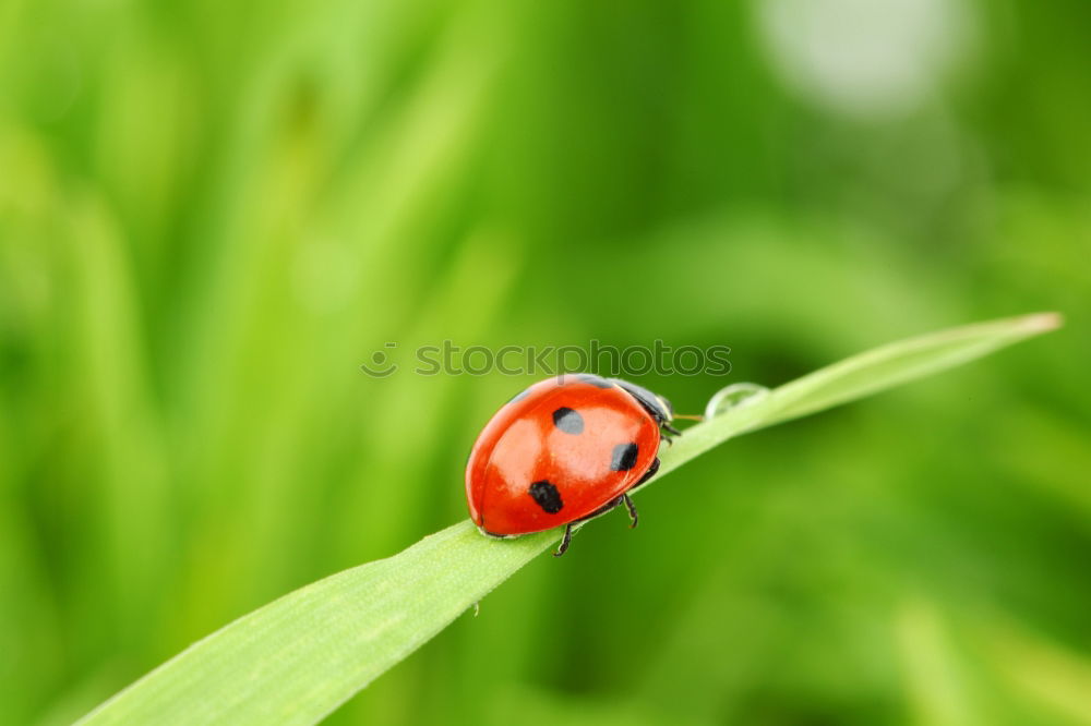 Similar – ladybird Ladybird Leaf Red