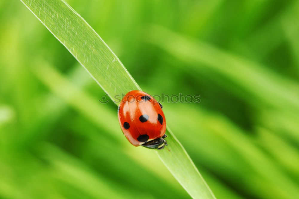 Similar – Image, Stock Photo Beetles make love Nature