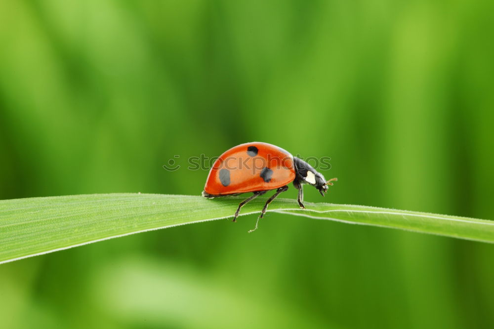 Similar – lightness Ladybird