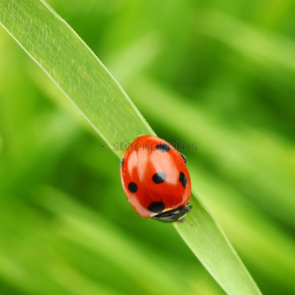 Similar – ladybird Ladybird Leaf Red