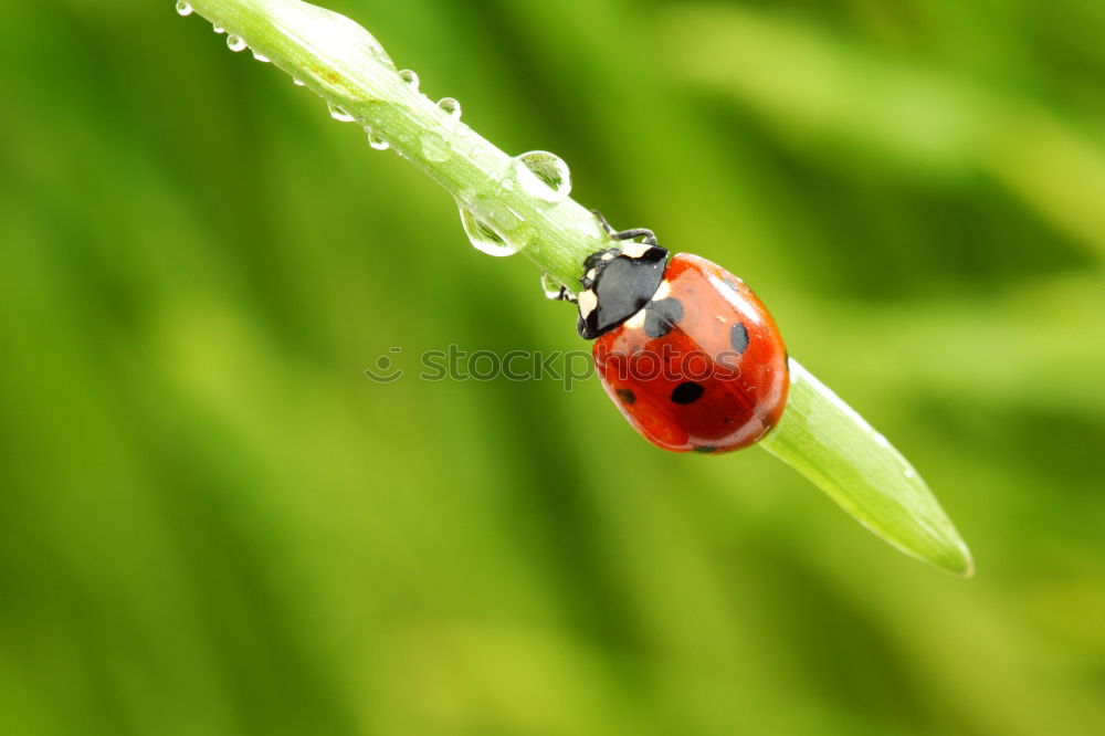 Similar – lightness Ladybird