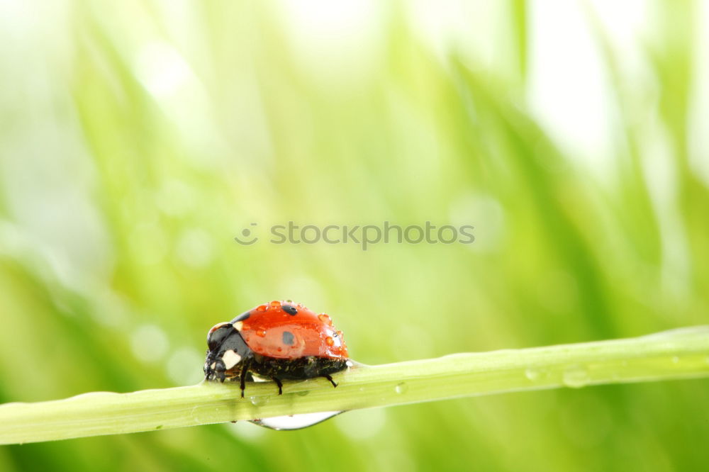 Similar – Image, Stock Photo forest dung beetle Nature