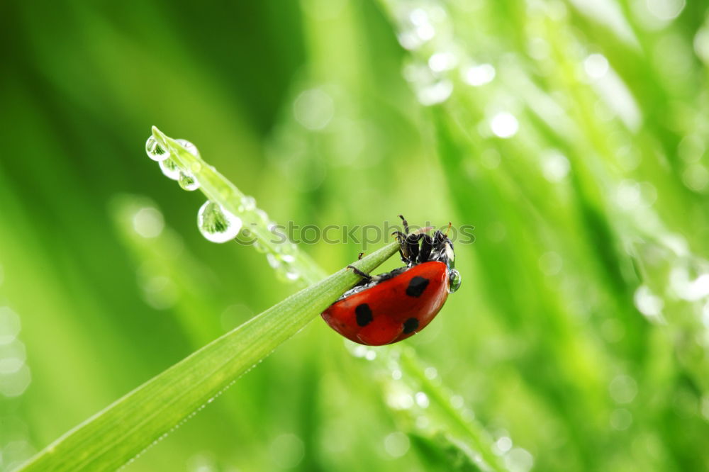 Similar – lightness Ladybird