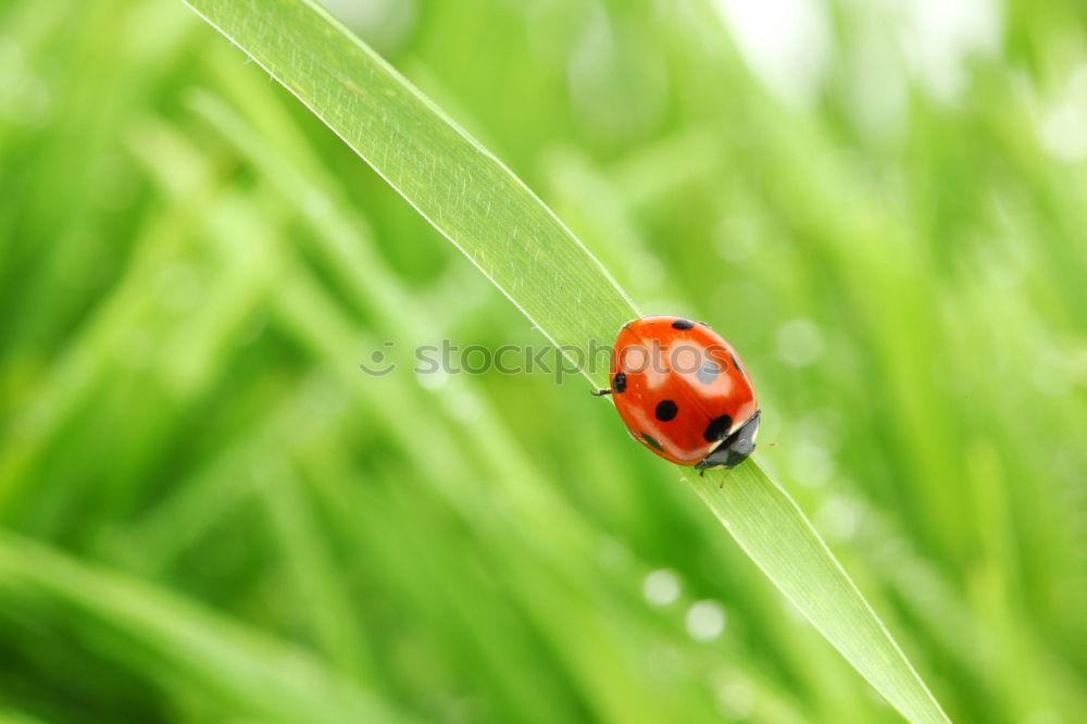 Similar – Image, Stock Photo Beetles make love Nature